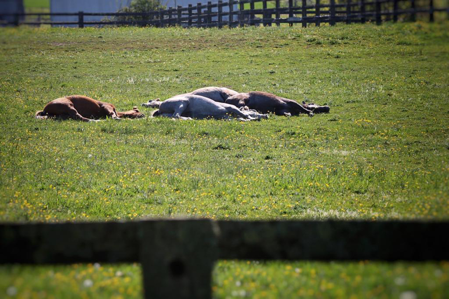 horses laying in field 8 bd15 67f5d5681c21
