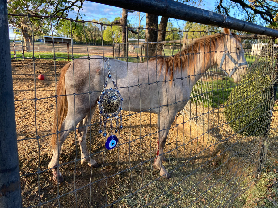 Naseem freed from the tree, eating his alfalfa with a little extra protection hung on his fence! Amazingly, the wound on his leg was only superficial.