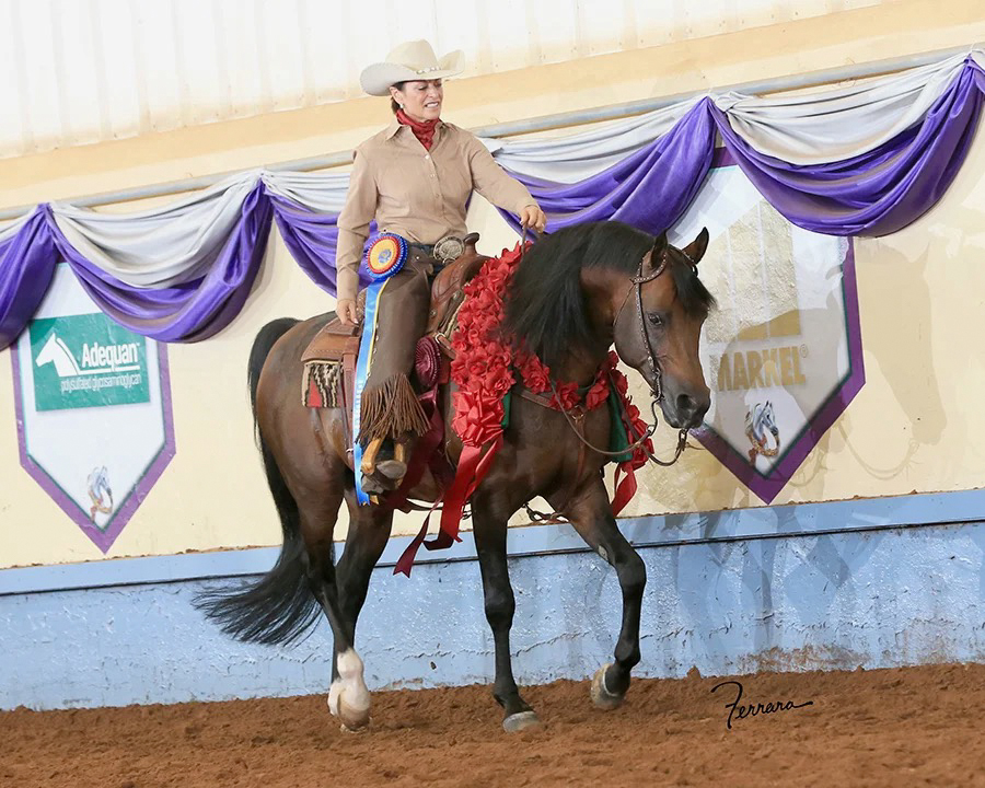 Nancy Risen’s stallion Khaberet PGN(Khadraj NA x RA Kela)has won U.S. NationalChampionships in open western pleasure in 2012 and open Ranch Rail in 2021.