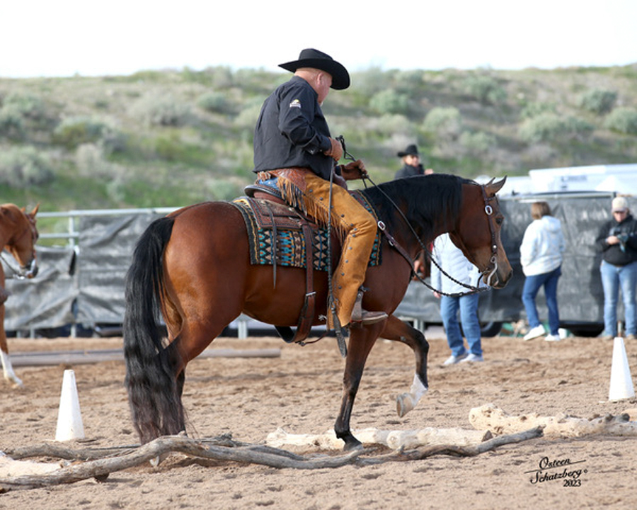 Chunky Chick (Rodan LTD x Cnicolena Mac V, owned by Katie Russell, is a multi Champion in the Ranch Horse divisions.