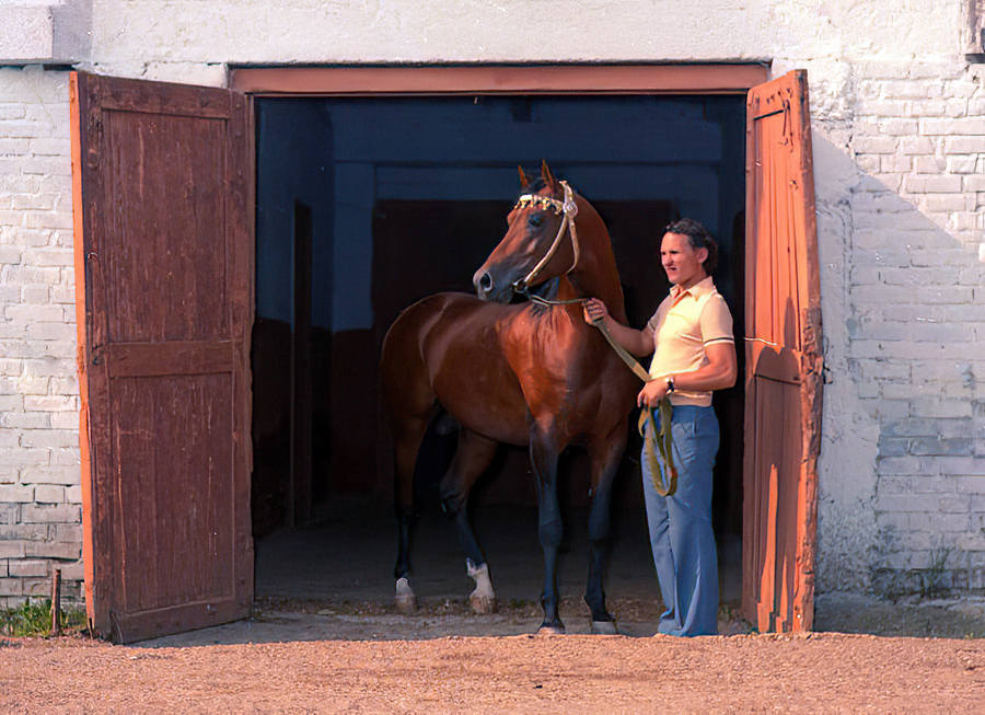 The stallion *Menes (Nabeg x Metropolia) at Tersk.