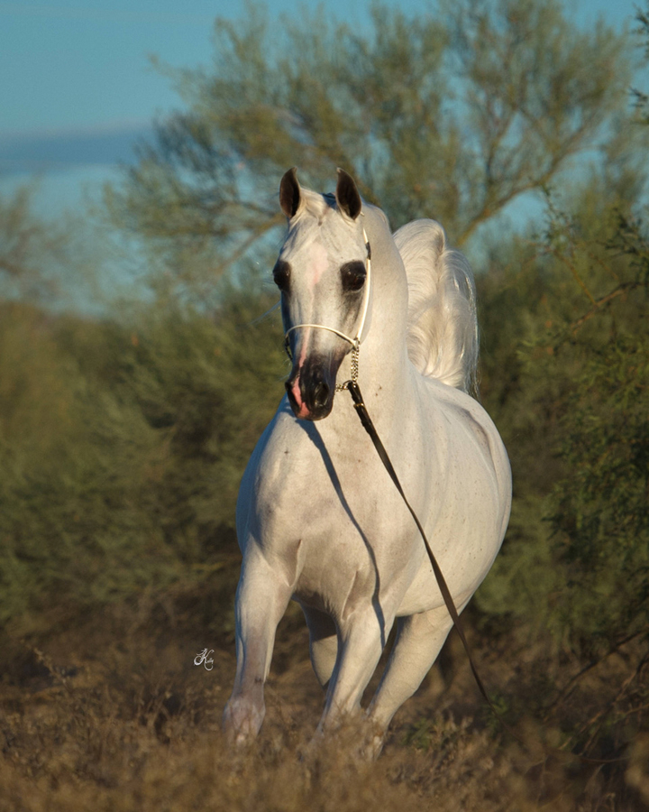 The stallion El Nabila B (Kubinec x 218 ELF Layla Walayla B).