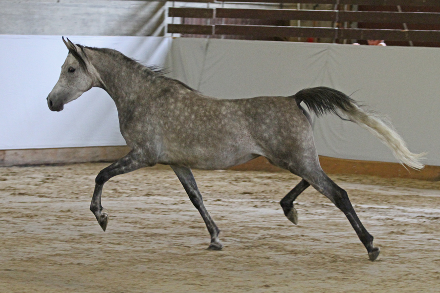 Marbach’s 4-year-old straight Egyptian mare WM Navina (Naoufil x Nagawa) showing her paces at the German registry’s mare inspection.