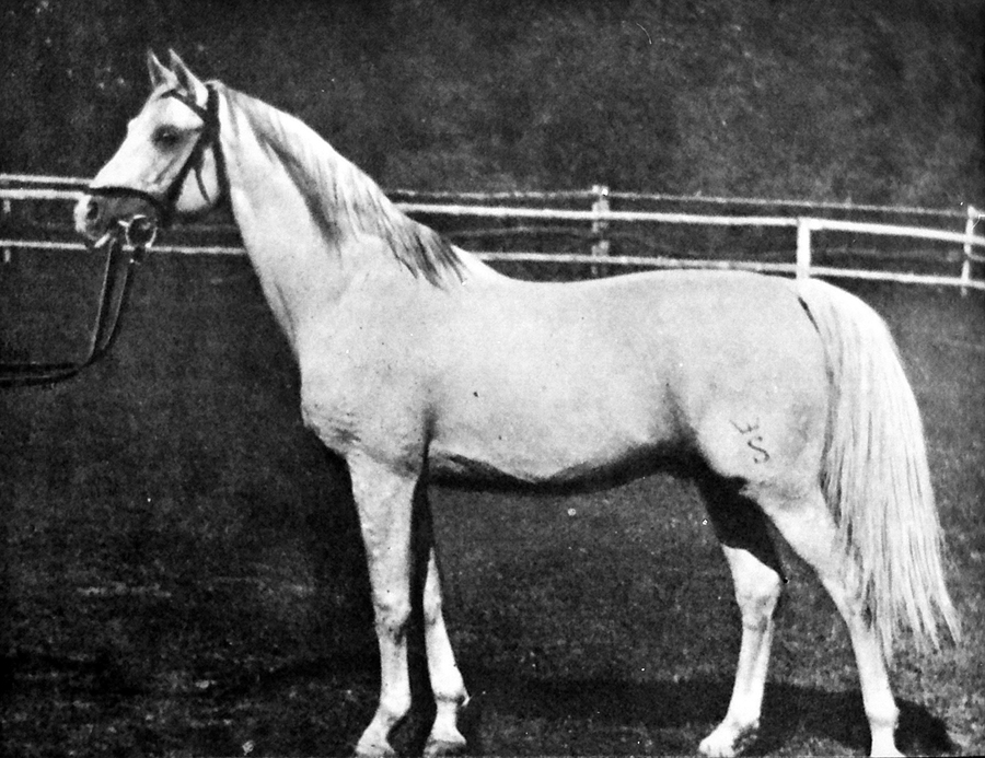 Amurath Sahib, revealed in 2022 to be Doktryner’s actual sire.