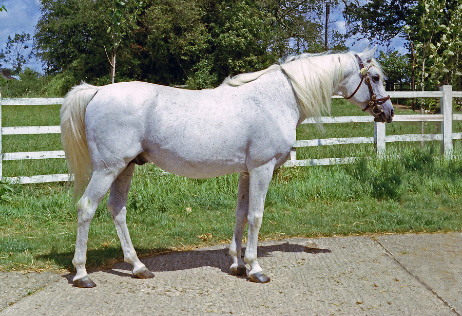 Gerwazy 1955 (Doktryner x Gwara), exp. to England.