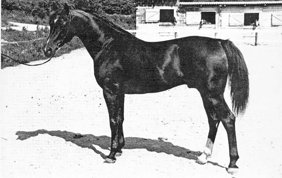 Arbor 1967 (Doktryer x Arba) exp. to France.