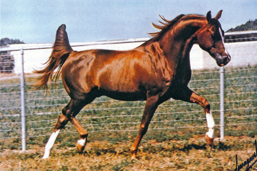 Muzulmanin 1957 (Doktryner x Mufta), exp. to USA.