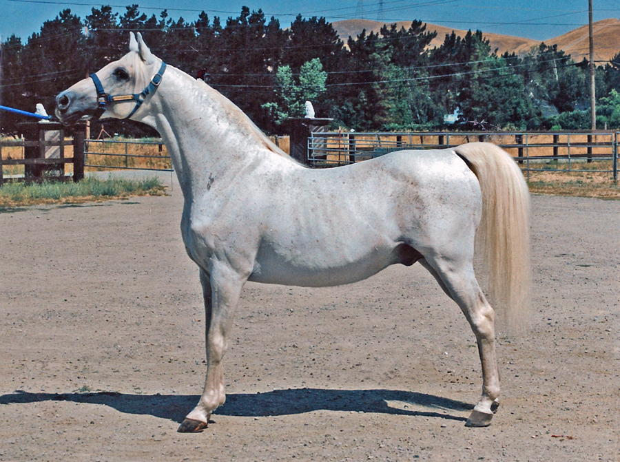 Karadjordje 1965 (Gerwazy x Karramba), exp. to USA