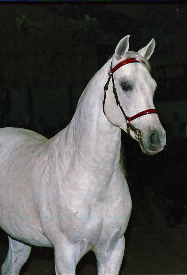 Garwolin 1976 (Palas x Garsonka by Doktryner), exp. to Holland.