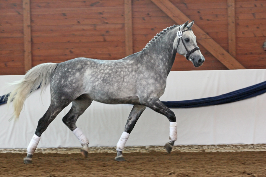 Genesis (Garwolin x Pandora), 2001 Dutch Half-Arabian warmblood stallion