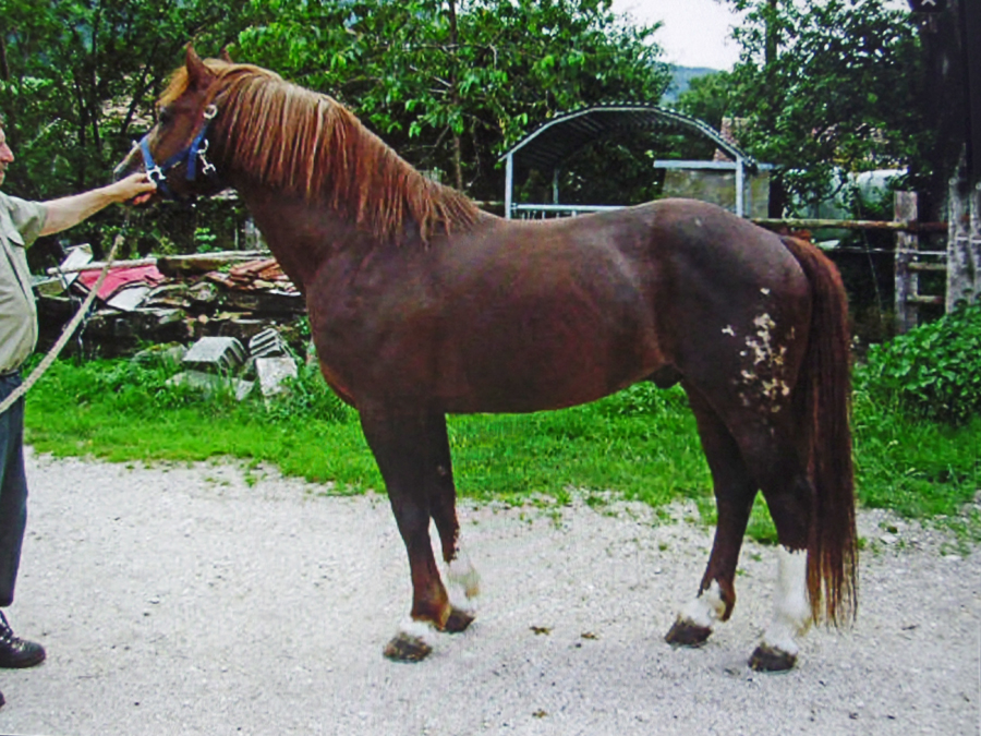 Don Flamingo  (Don Fernando x Ostara), 1992 Freiberger stallion of the Doktryner male line.