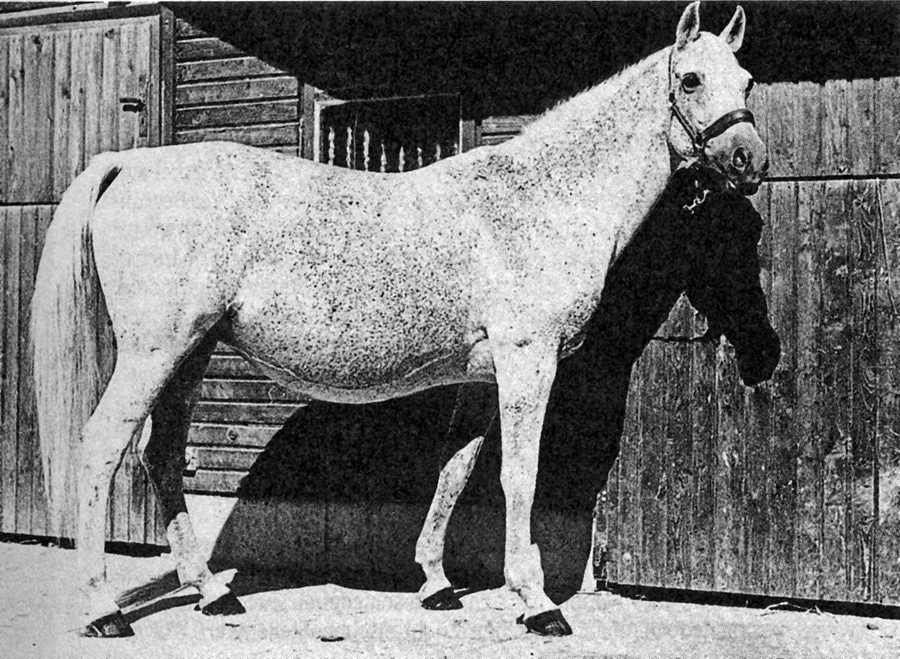 Parole (Doktryner x Polarlicht), 1961 Trakehner mare.