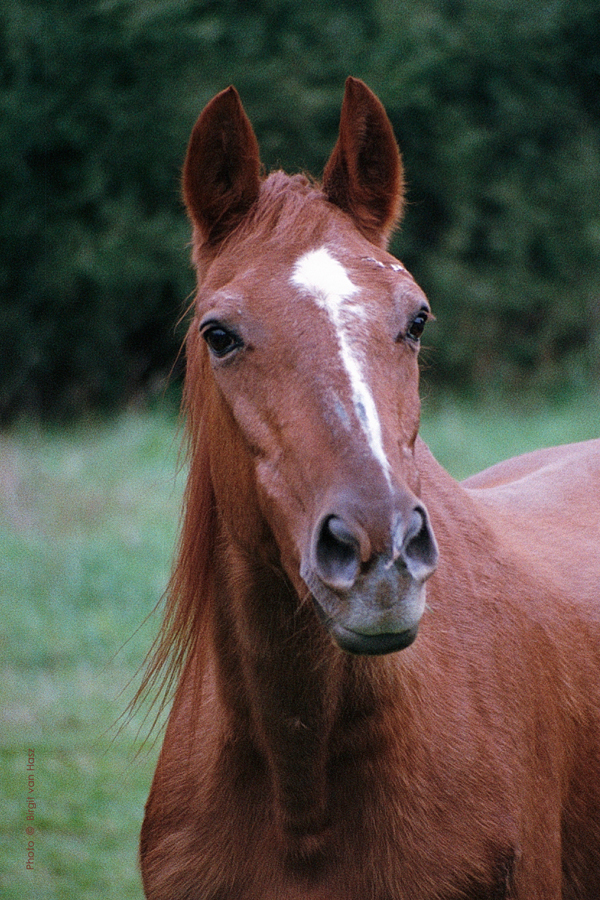 Polargold (Unesco x Parole by Doktryner), 1979 Trakehner mare shown at age 36. Van Hasz photo.