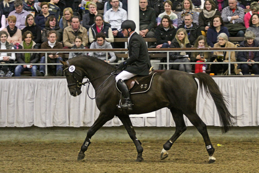 Phlox (Waitaki x Polarissima), 2005 Trakehner stallion descended from Parole in tail female line.