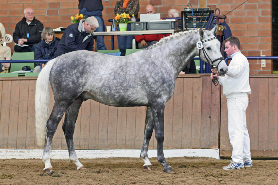 B. B. King (Best Before Midnight x Bella Marjell by Machandel), 2007 Trakehner stallion tracing to Primo-Parole through his dam.