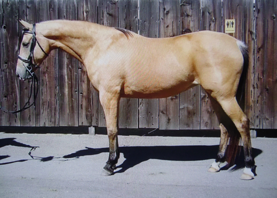 Glitters Dream Girl 2002 (Mister Glitter/TB x Fayrooza), 2002 buckskin Anglo-Arabian mare tracing to the Doktryner daughter Ferezja through her dam. She has both Trakehner and Appaloosa Sports Horse descendants.