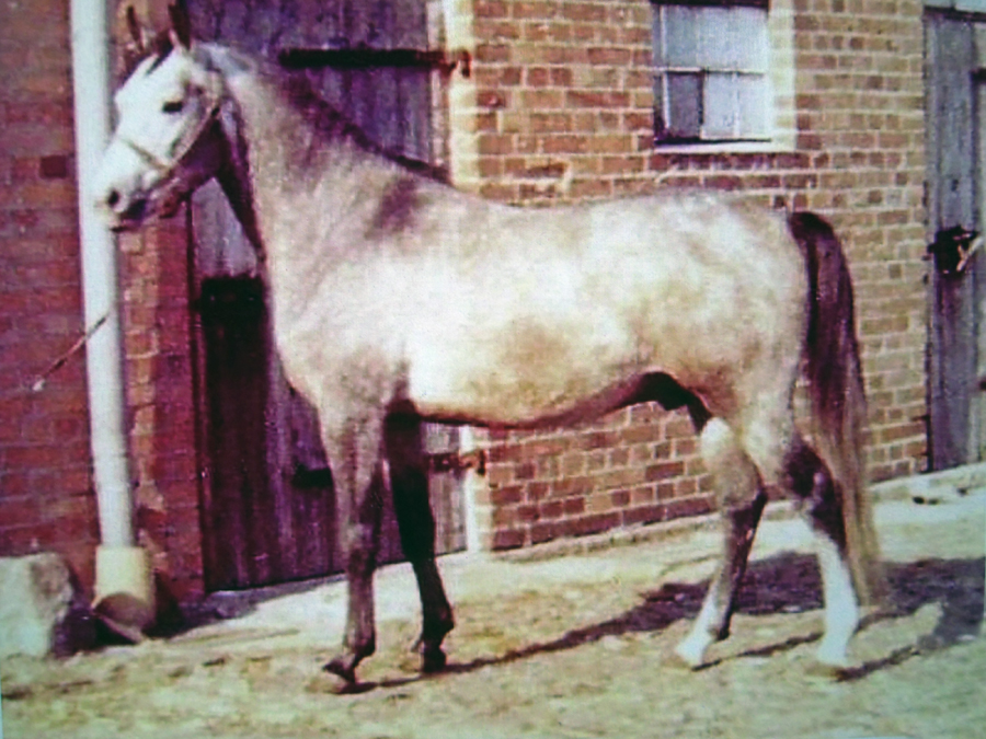 Gharib Ben Lancer 1978 (Polish Lancer x Granada), 1978 Gewrwazy grandson and a foundation sire for the Lewitzer breed