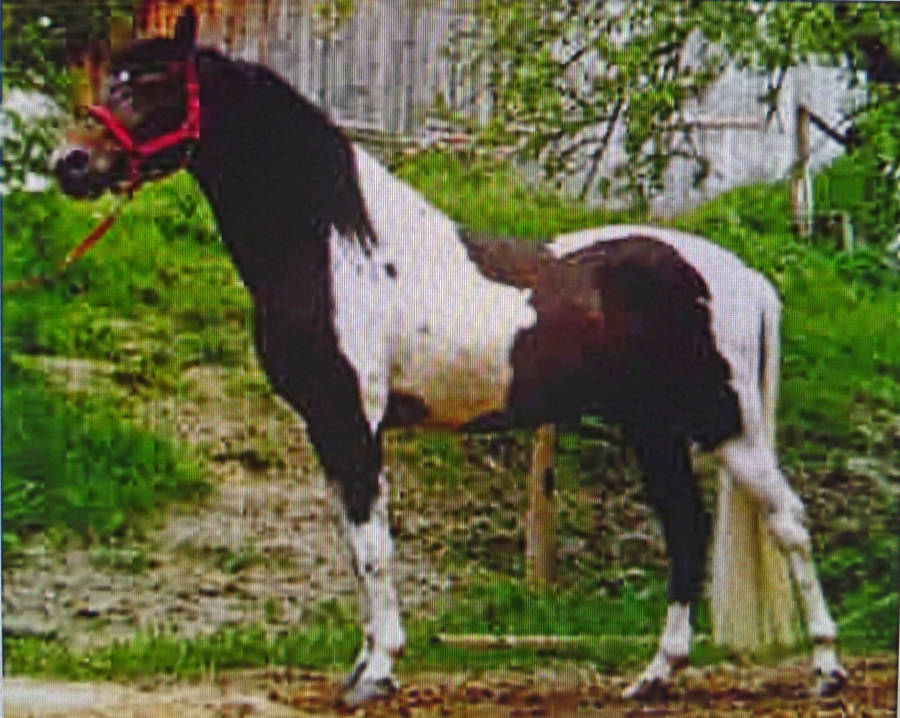 Graveur (Gharib Ben Lancer x Leila BV), 1983 Half-Arabian Lewitzer stallion.