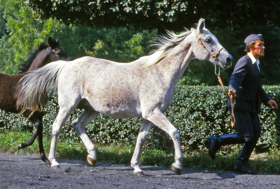 Cedrela 1966 (Doktryner x Celia), dam of the Arabo-Konik stallion and foundation sire of the Felin pony breed, Cedr.