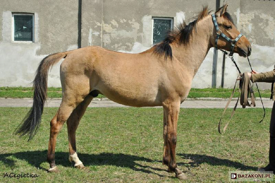 el Awiv (Grafit x Tereska), 2009 Felin Pony stallion, maternal grandson of  Cedr.