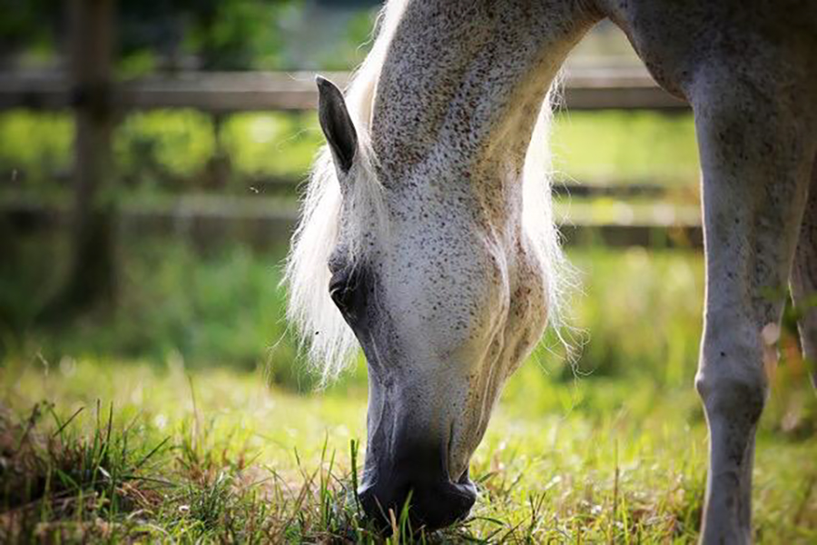 Arabian Mare