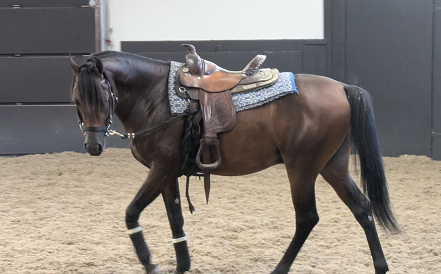 2yr old roundpen