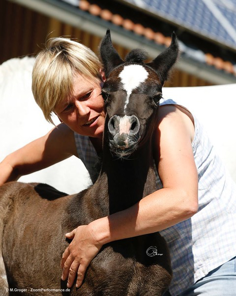 2024july whisper foal