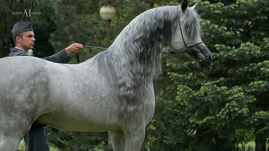 The stallion *Ermitage (QR Marc x *Emandoria), a gift to a client of hunter/jumper jumper trainer Denise Finch’s. 