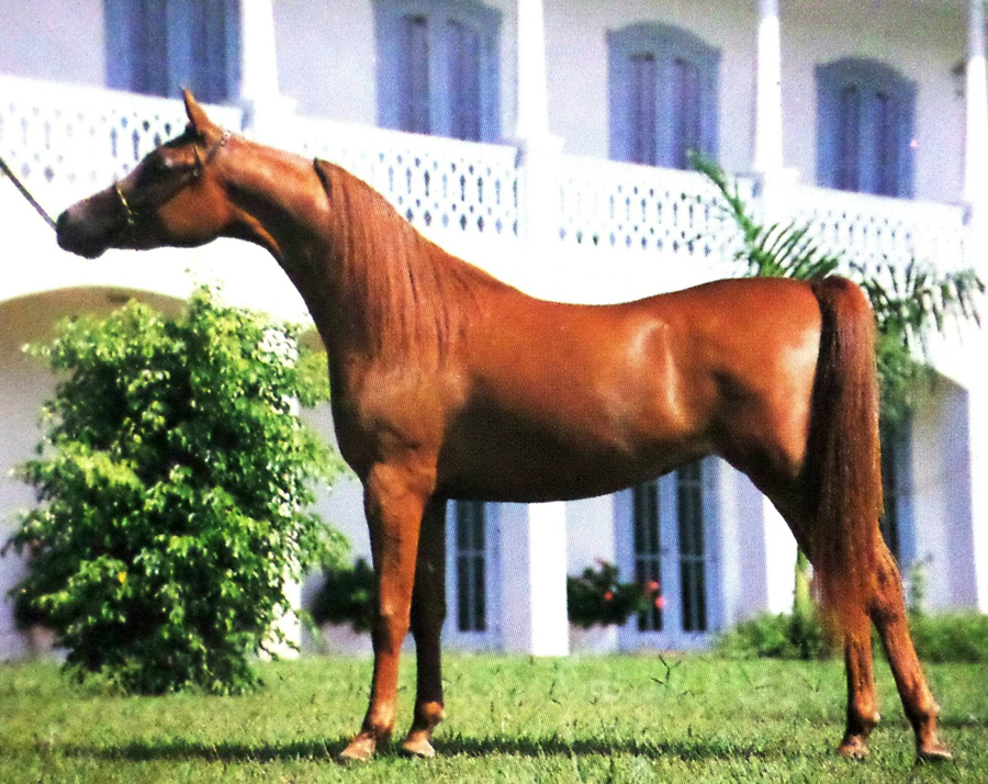 brazilian national champion mare bred by rick