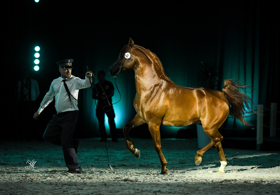 71 years old Marjan Vrančič attended Polish Arabian Horse Days with his wife, son and daughter in-law from Slovenia. He has always loved Arabians and the weekend was suppose to be only a relaxing get away. That changed when the chestnut stallion Belmari (El Omari x Bint Ermina by Kabsztad)from Białka enter the sales ring. ”The moment Belmari came in he reminded me right away on the stallion I used to own,” explains Marjan, “a Mirok Monpelou son, TM Aikonos. He was my riding partner. The purchase of Belmari was not planned at all... but my son Marko and his wife Tamara convinced me to ‘jump in’ and take part at the auction. Now I am not sorry at all, as his disposition is just amazing. The plan is to break him to ride and hopefully I will get a new riding partner”  Tamara also added her thoughts to what turned out to be a festive evening, “coming to Janów Podlaski this summer was like a reunion of many friends that we have all been waiting for for years. We had not planned to buy any horses at the auction this year, however, a fabulous thing happened when Marjan ended up bringing home a beautiful stallion. We believe he will be a wonderful contribution to our breeding program, coming out of a dam line we cherish so much. He is also the first horse bred by Białka State Stud that ended up in our stable. Belmari is settling wonderfully in his new home, showing his wonderful disposition daily. He is as sweet as a stallion can be. In the Spring he will have a chance to breed some of our mares, and hopefully we will get some beautiful foals by him in 2026.”