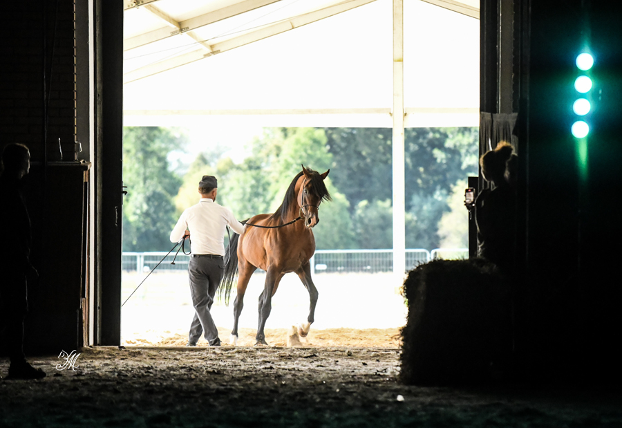 The Janów breeding parade was held shortly after the Summer Sale concluded