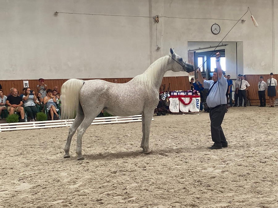 On Tuesday, Polish Arabian Horse Days made it to Michałów State Stud where everyone was warmly welcomed by Director Monika Słowik