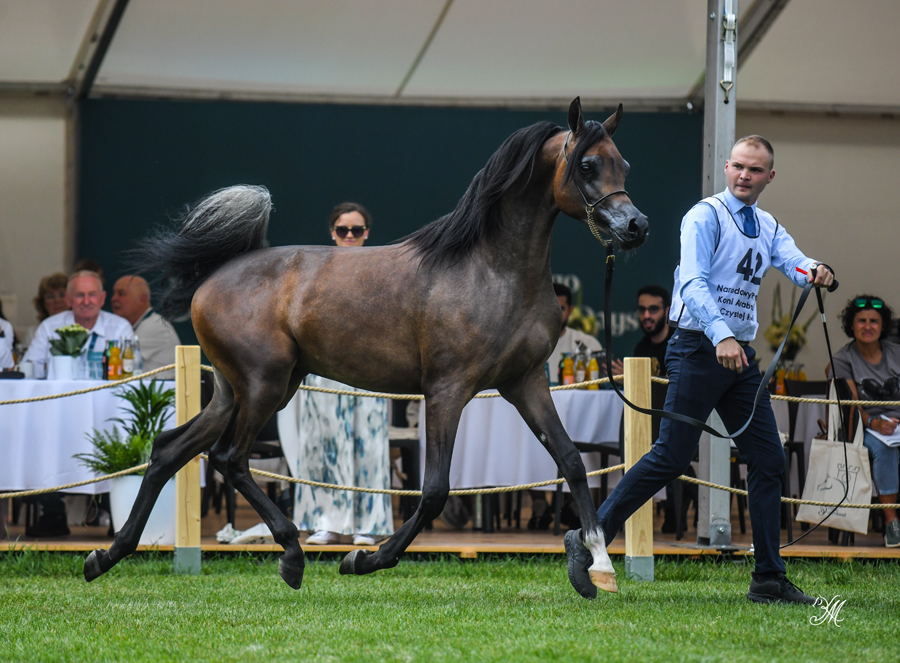 Gold Champion Yearling Colt Comoros was bred and owned by Janów Podlaski Stud. The gray colt is a by HL El Ganador who had only a few, but excellent foals at the stud.  Out of Cedora, Comoros was already residing in the traditional stallion barn of Czołowa, an indication the high hopes Janów has for him.