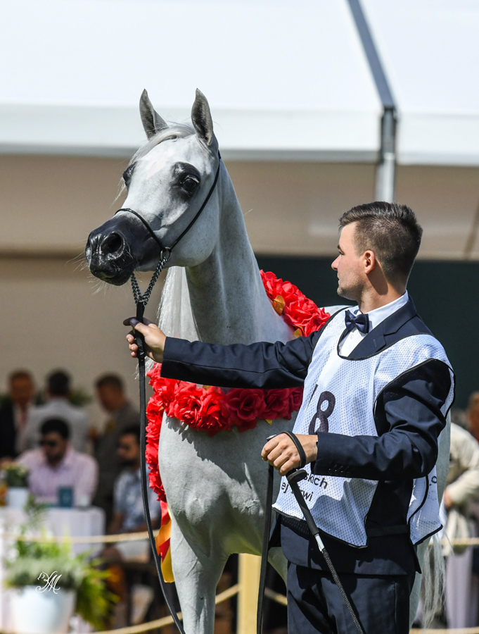 Sired by Polish National Champion Stallion Paris, Gold Champion Junior Filly Wildonara (out of  Wildona) is bred and owned by Michalow Stud. Pictured her with her regular handler Artur Łojowski, the duo went on to win a Silver Championship at the Prague International in September. 