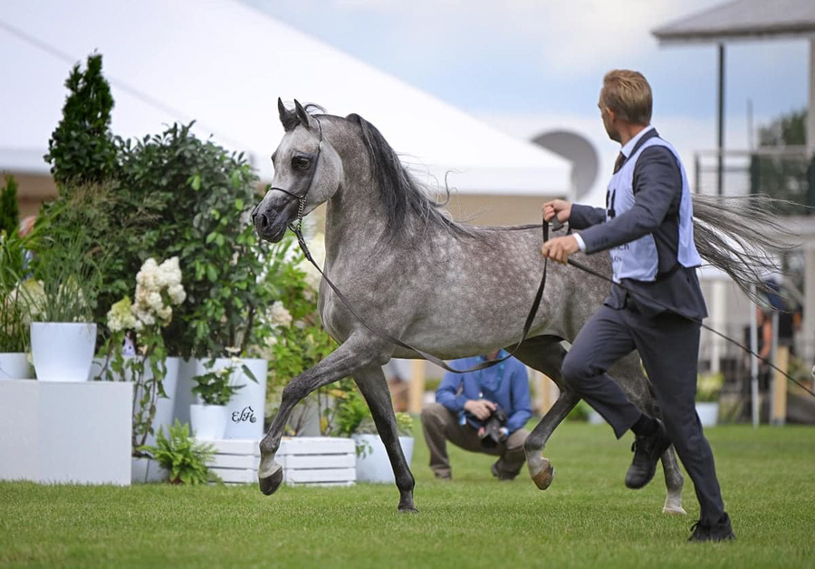 Gold Champion Junior Colt, Elon KL