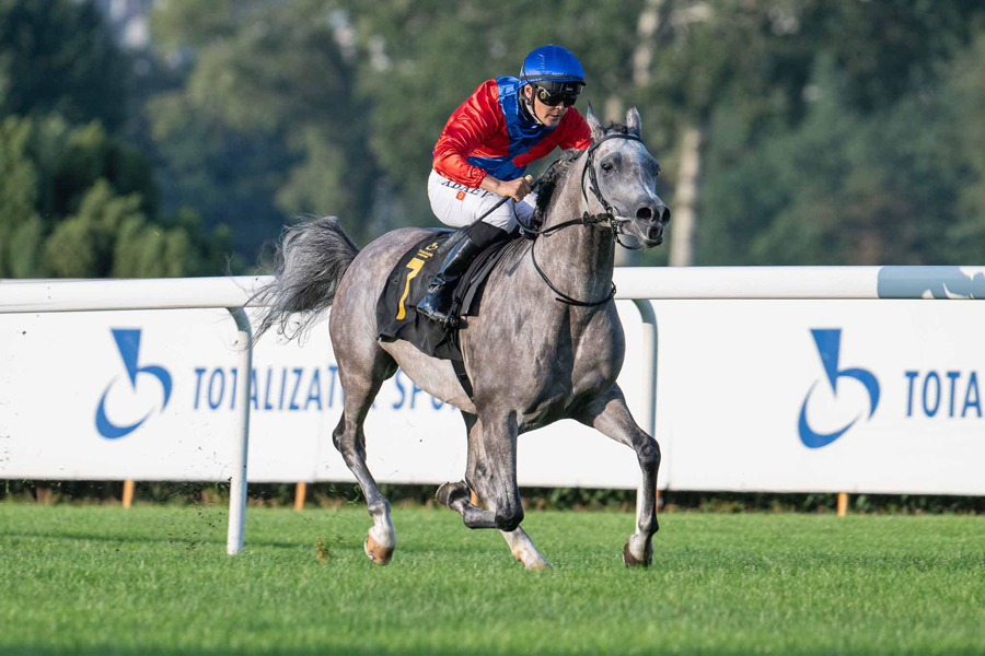 The Gold Champion Junior Colt Elon KL (QR Marc x Erigone) is bred and owned by the Polish private breeders Klikowa Arabians. What makes this win especially unique, is the 3 year old grey colt was taking a break from his summer racing at the track in Warsaw where he had already notched a second place. Shortly after the Polish Nationals, Elon won his first race. There is little doubt that Elon KL epitomizes the very best of the Polish Arabian.