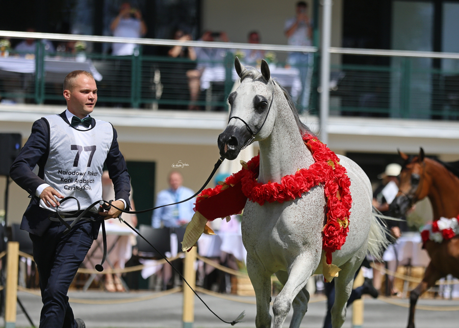 The Gold Champion Senior Mare and Best in Show was the Adelita (Kahil Al Shaqab x Altamira) from Janów Podlaski Stud. The senior mare classes were easily the most competitive, but this flea bitten grey stole the show.