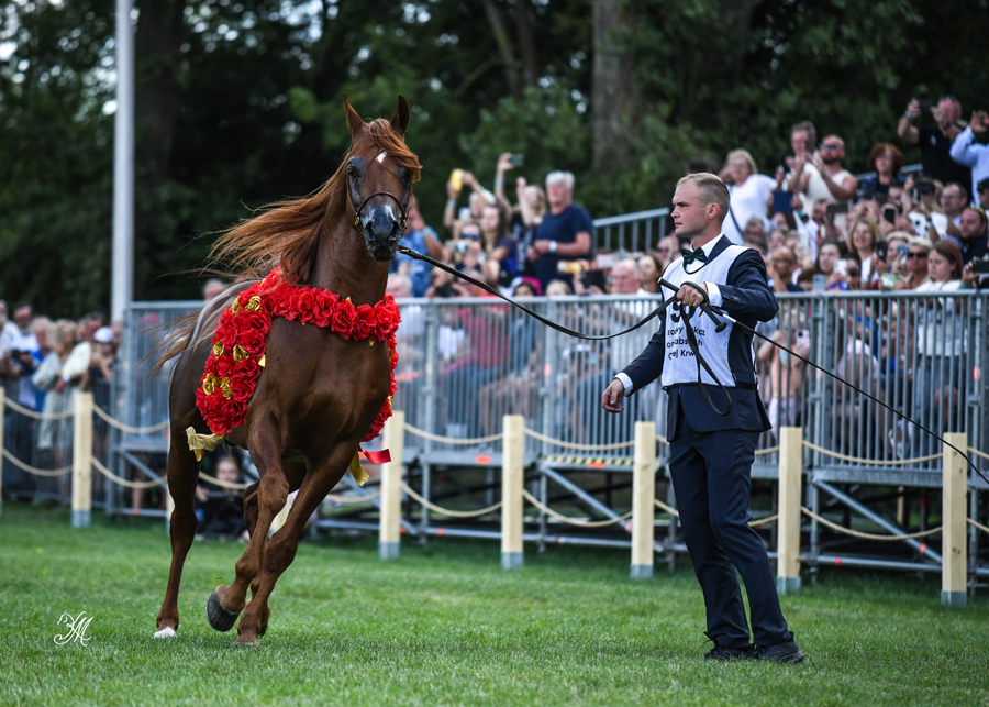 The Gold Champion Senior Stallion Erantis (Ascot DD x Eugara) was a vision with his handler Janów’s Mateusz Tokarski. He is just getting his chance now to prove himself as a sire, but at least from his dam line perspective, it is promising. Erantis hails from the same dam line as Janów greats Eukaliptus and Europejczyk.