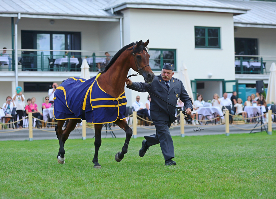 he WAHO Challenge Trophy is presented to horse that has made an indelible impact on the breed. This year’s recipient was the 30 year old Ganges (Monogramm x Garonna), presented by his regular handler Mariusz Liśkiewicz, also retired from shows. The bay stallion made the five hour trip up from his maternal Michalow Stud. When breeding manager Magda Helak-Kulczynska was asked if they were concerned about him making the trip, she said, “No, he still acts like his is seventeen.”  