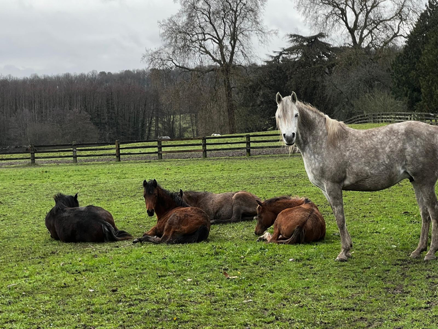 Weanlings