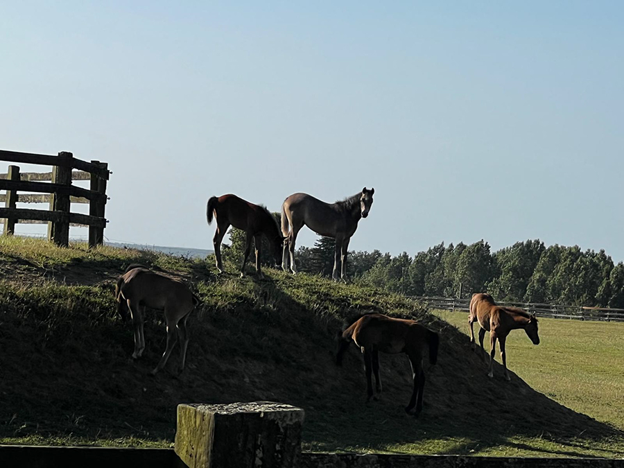 weanlings exploring outside