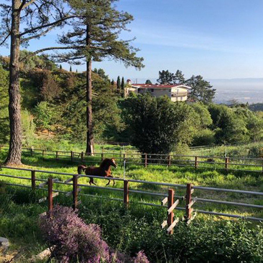 Ricks lovely acre in the Oakland hills