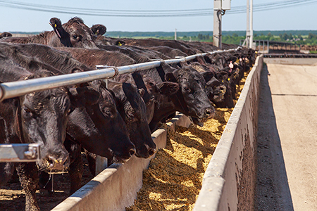 Where Does Your Horse’s Feed Come From?