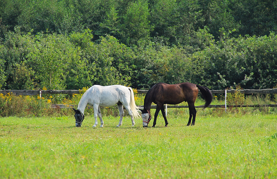 2024 horses in pasture