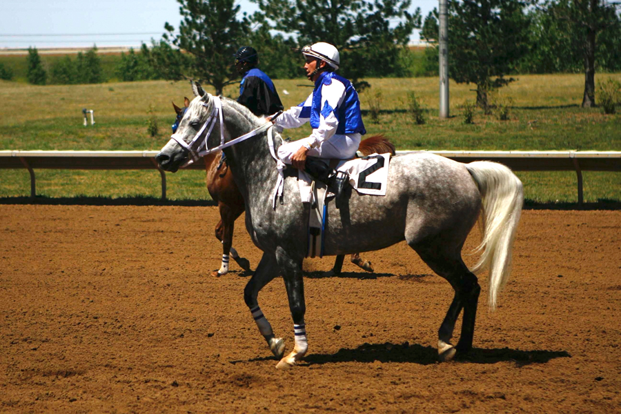 Marc and WA Emaranta (*Emanor x Melissa SA by Bandit SA) returning from race at Arapahoe Park on Arabian Race Day.