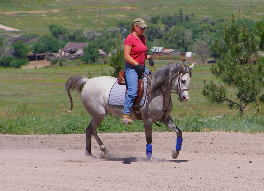 Kelly Harding preparing WA Elegancja (WA Pejczyk x Estansia by Monogramm) for the CAHC Fall Show.