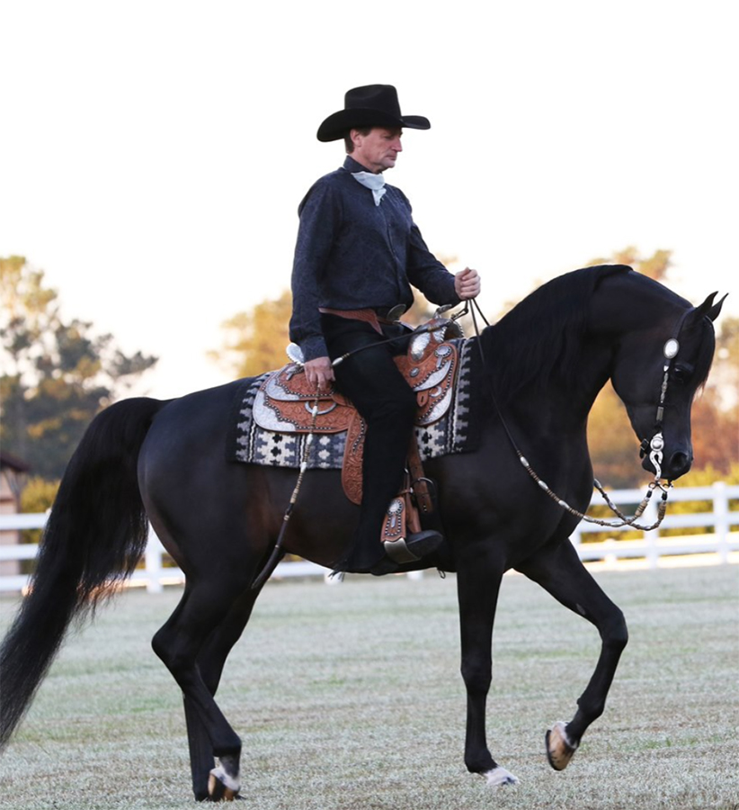 Rob cites the Orrion Farms’ stallion PA Kid Khan (Sundance Kid x Kharrea PGA) as one of the horses with whom a he has a special connection. “I found his sire and dam for Palmetto, and I saved him from being gelded – he is now one of the leading western sires in our breed. When I come into the barn, he is right there looking straight at me, nickering.”