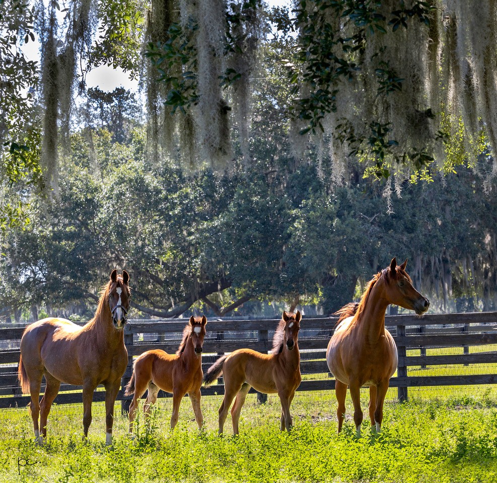 Wisdom from the Breeding Shed with Lori and ...