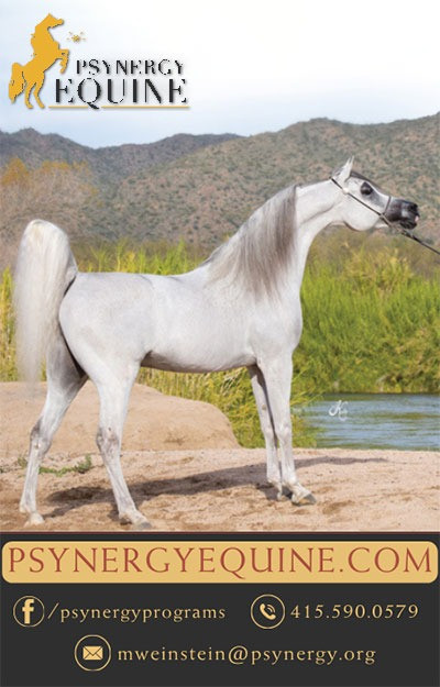 psynergy equine ad psynergy equine ad